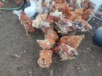Chickens — 1. fotó