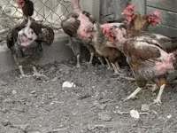 Chickens — foto 1