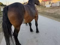 母马, Hungarian horse breed — 照片 8