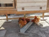 Pekin bantam — foto 1
