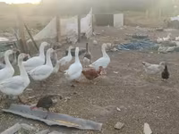 Geese — photo 3