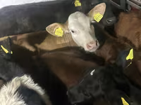 Bovinos (lote, sexo no especificado), Simmental cattle — foto 4