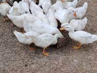 Niemiecki Pekin — zdjęcie 7