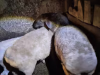 Қой, Adal sheep — 3-сурет
