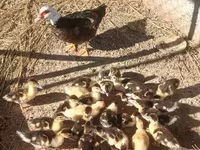 Ducks — 2-сурет