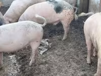 मादा सूअर, Крупная белая — फ़ोटो 6