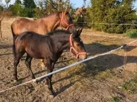母马, Horses — 照片 1