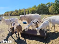 Cabras (lote, sexo no especificado), Cabras — foto 1