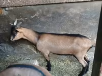Bak, Alpine goat — 2. fotó