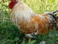 Chickens — 3-сурет