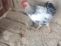 Chickens — 照片 3