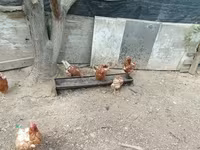 Chickens — 3-сурет