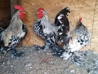 bantam — 4. fotó