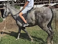 公马, Lipizzaner — 照片 3