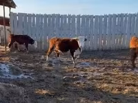 Tehén, Yaroslavl cattle — 6. fotó