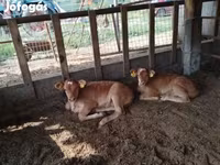 بقرة, Simmental cattle — الصورة 3