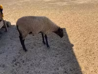 Kos, Suffolk sheep — 3. fotó