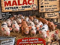 Disznók (tétel, nem megadva), Пьетрен — 1. fotó