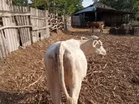 Cow, Charolais cattle — photo 6