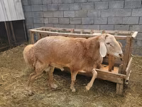 Bélier, Arashan sheep — photo 1