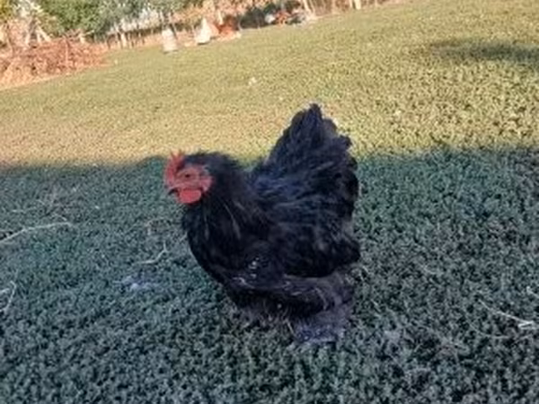 Chickens — 匈牙利
