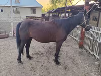 Yegua, Caballos — foto 4