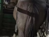 母马, Horses — 照片 2