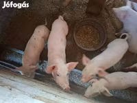Säue, Schweine — Foto 2