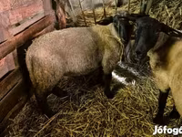 Kos, White Suffolk sheep — 2. fotó