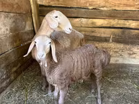 Oveja, Afghan Arabi sheep — foto 3