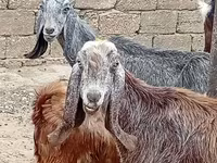 Ziege, Damask goat — Foto 3
