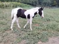 Horse (M), Gypsy horse — photo 8