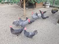 Chickens — फ़ोटो 7