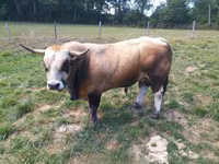 Bika, Aubrac cattle — 1. fotó