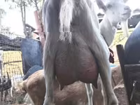 母山羊, Saanen goat — 照片 2