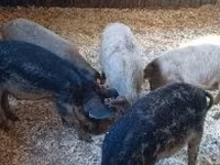 Boar, Мангалица — photo 1