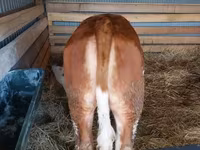 Cow, Hungarian Grey breed — photo 2