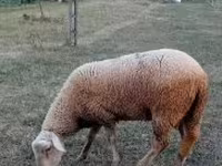 Kos, Lacaune sheep — 3. fotó