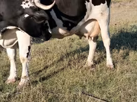 Cow, Holstein breed — photo 2