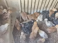 Chickens — 3-сурет