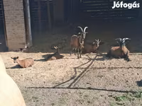 Bak, Alpine goat — 8. fotó