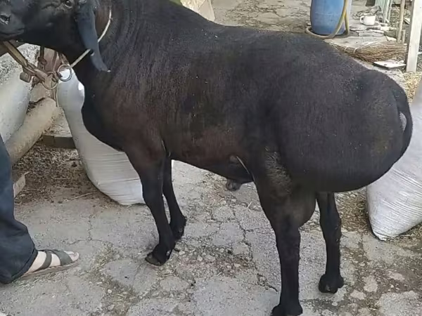 Beran, Ovce