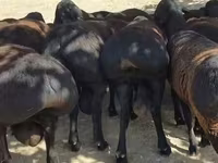 Kos, Baerchuke sheep — 3. fotó