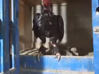 Chickens — الصورة 1