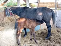Mare, Horses — photo 1