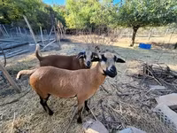 母羊, Cameroon sheep — 照片 3