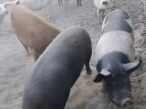 Säue, Schweine