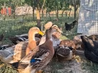 Ducks — 1-сурет