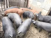 Boar, Pigs — photo 2