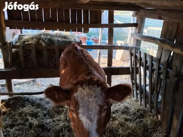 Tehén, Simmental cattle